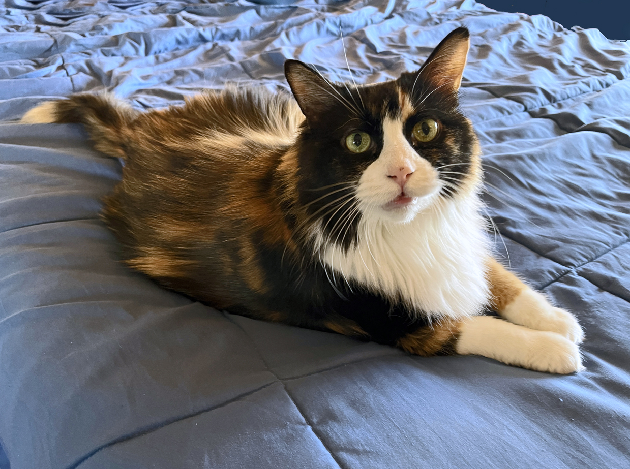 Feline assistant Cali (2023)